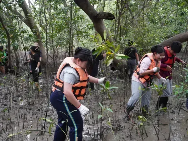 ปลูกป่าชายเลน