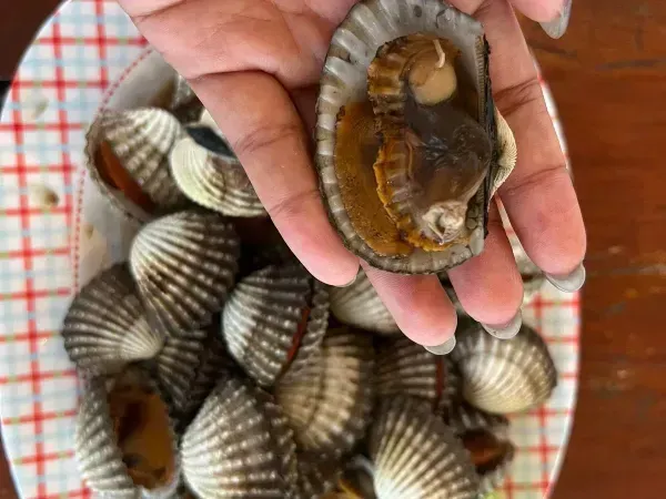 หอยแครง