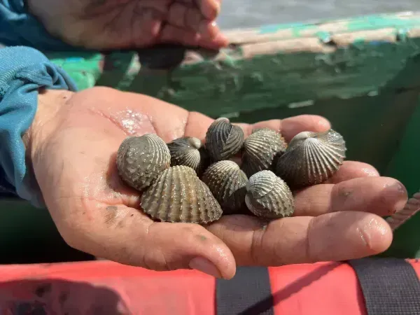 หอยแครงสด