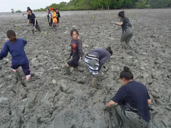 ปลูกป่าชายเลนลุยโคลน